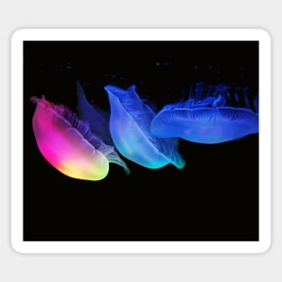 Jellyfish Sticker